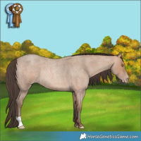 Horse Color:Amber Champagne Roan Rabicano 
