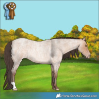 Horse Color:Amber Champagne Roan Rabicano 