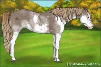 Horse Color:White Spotted Liver Chestnut Ice Splash