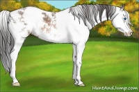 Horse Color:Bay Ice Sabino Splash 
