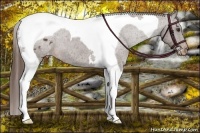 Horse Color:Liver Chestnut Tobiano Varnish 