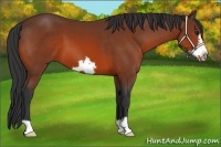 Horse Color:Bay Frame 