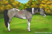Horse Color:Grullo Splash Tobiano 
