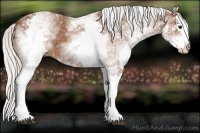 Horse Color:White Spotted Silver Bay Splash 