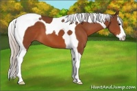 Horse Color:Silver Bay Splash Tobiano