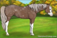 Horse Color:Silver Black Splash 