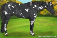 Horse Color:White Spotted Black 