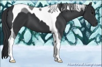 Horse Color:Black Tobiano 