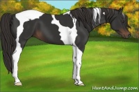 Horse Color:Liver Chestnut Tobiano 
