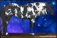 Horse Color:White Spotted Black 