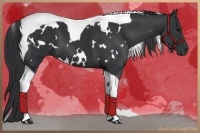 Horse Color:White Spotted Black Tobiano 