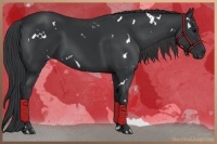 Horse Color:White Spotted Black