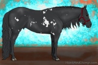 Horse Color:White Spotted Black 