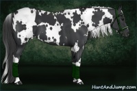 Horse Color:White Spotted Black 