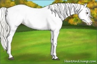 Horse Color:Liver Red Dun Onyx Appaloosa 
