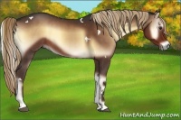 Horse Color:White Spotted Liver Red Onyx Rabicano