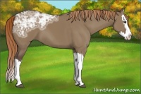 Horse Color:Liver Red Dun Ice Splash 