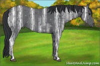 Horse Color:Black Ice Sabino