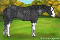 Horse Color:Black Splash Rabicano 