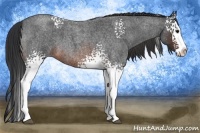 Horse Color:White Spotted Brown Roan Splash 