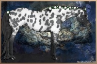 Horse Color:Blue Roan Near Leopard 