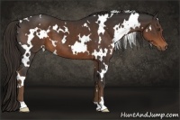 Horse Color:White Spotted Liver Chestnut 