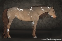 Horse Color:White Spotted Liver Red Dun 