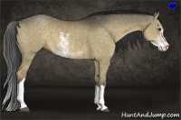 Horse Color:Liver Red Dun Sabino