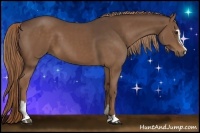 Horse Color:Liver Chestnut Sabino 