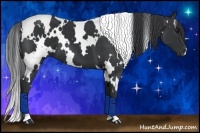 Horse Color:White Spotted Black