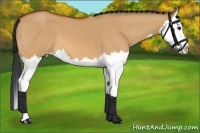 Horse Color:Bay Dun Splash 
