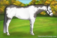 Horse Color:Grullo Splash Frame
