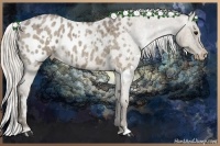 Horse Color:White Spotted Silver Blue Roan Appaloosa