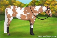Horse Color:White Spotted Silver Bay 