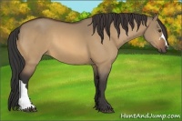Horse Color:Buckskin Dun