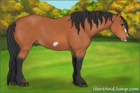 Horse Color:Bay Frame 