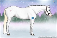 Horse Color:Smoky Black Splash Appaloosa 