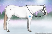 Horse Color:Buckskin Sabino Appaloosa 