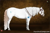 Horse Color:Buckskin Appaloosa