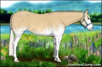 Horse Color:White Spotted Silver Buckskin 
