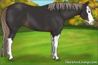 Horse Color:Liver Chestnut Splash