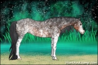 Horse Color:White Spotted Brown