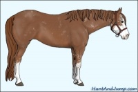 Horse Color:Chestnut Sabino