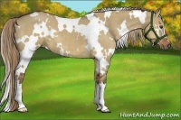 Horse Color:White Spotted Liver Red Dun