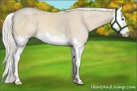 Horse Color:Cremello Sabino Splash 