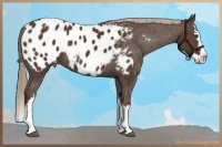 Horse Color:White Spotted Liver Chestnut Splash Appaloosa 