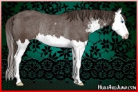 Horse Color:Liver Chestnut Sabino Splash Appaloosa Rabicano