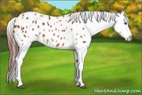 Horse Color:White Spotted Bay Splash Appaloosa