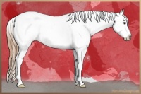 Horse Color:White Spotted Buckskin Appaloosa 