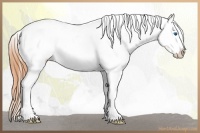 Horse Color:Buckskin Dun Splash Appaloosa